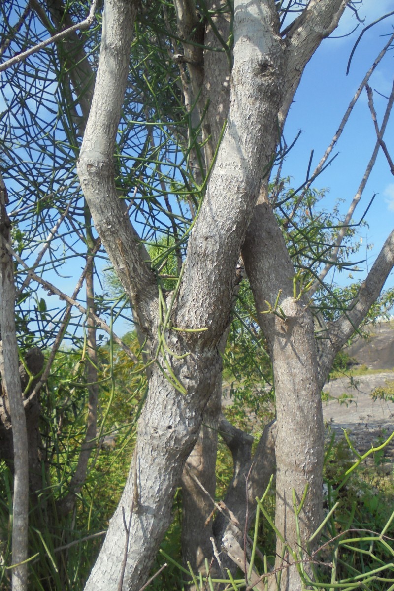 Euphorbia tirucalli L.